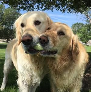 Meet your Posher, Tony